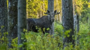 Lahemaa National Park