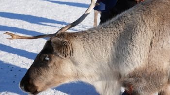 Sami Culture Experience