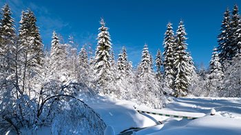 alpine-mountain-snowy-winter-fir-forest-with-snowd-2026-01-09-13-39-03-utc