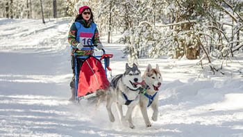 dog-sledding-race-woman-musher-husky-sled-dog-team