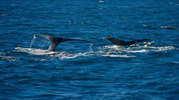 flukes-of-humpback-whales-gorda-banks-baja-calif-2026-01-11-10-03-14-utc