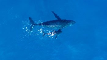 humpback-whales-photographed-from-with-aerial-drone-off-coast-kapalua-hawaii