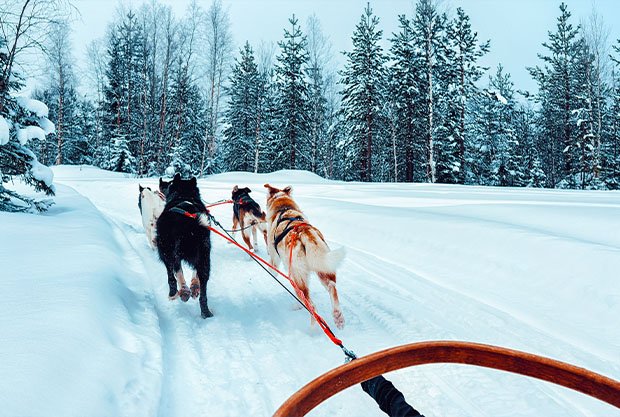 husky-family-dog-sled-winter-rovaniemi-finland-lapland-dogsled-ride-norway-animal-sledding-finnish-farm-after-christmas-fun-sleigh-safari-sledge-alaska-landscape