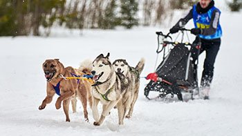 husky-sled-dog-racing-2026-01-09-00-36-58-utc