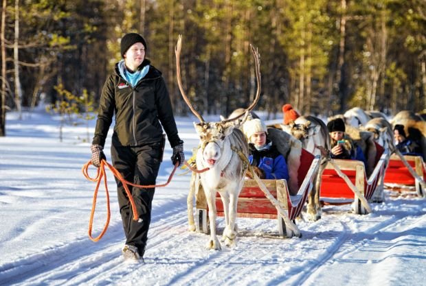 reindeer sledge caravan safari