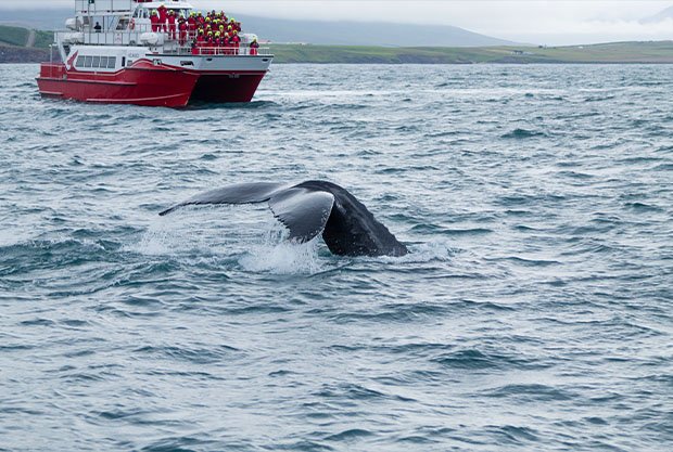 whale-watching-from-akureyri-iceland-whale-water-wildlife